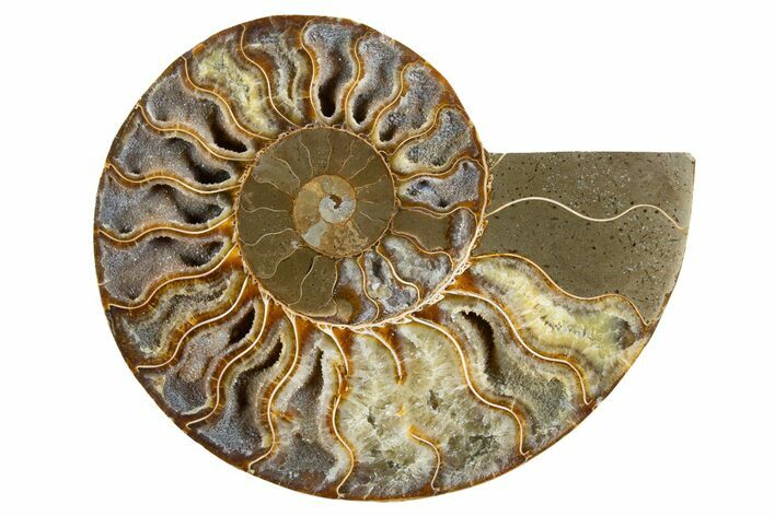 Cut & Polished Ammonite Fossil (Half) - Deep Crystal Pockets #345996